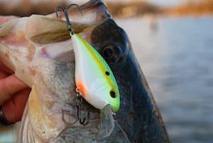  Pêche au Crankbait