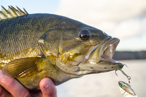 Smallmouth Blade Bait