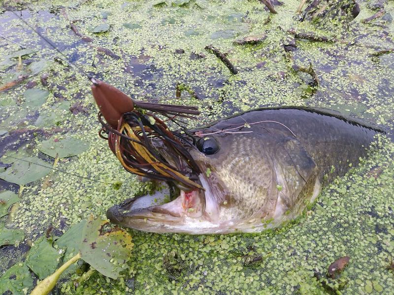 Punch Baits for Bass - In-Fisherman