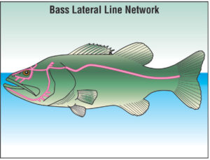 Lateral line of a bass