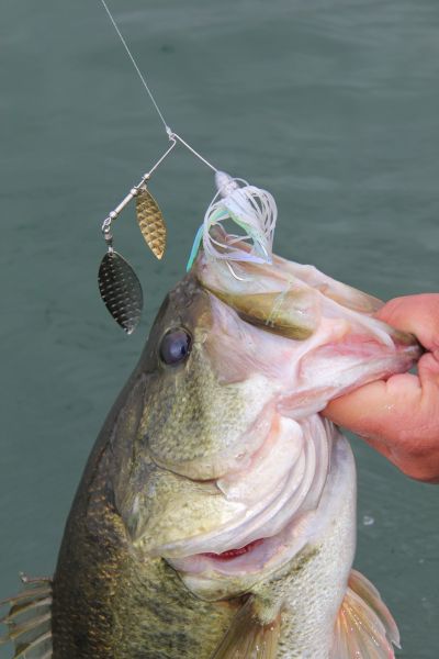 Spinnerbait Fishing